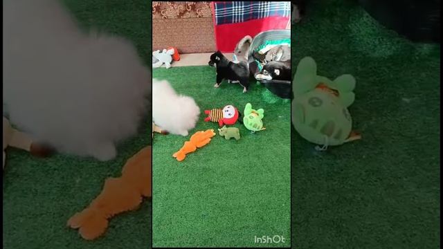 Щенки Сиба и шпиц играют