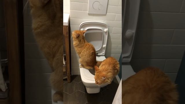 Тишка намочил хвост #рыжийкот #питомцы #кузятихон