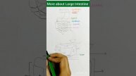 Parts Of Human Large Intestine | Biology class 10 | Life process| Alimentary canal | #biology#short
