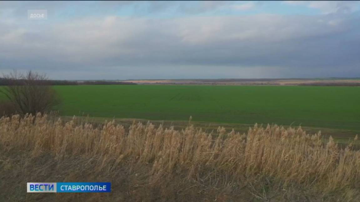 Первые всходы озимых радуют ставропольских аграриев