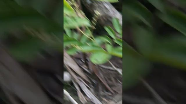 kekurangan nutrisi, bunga lengkeng gagal jadi buah.