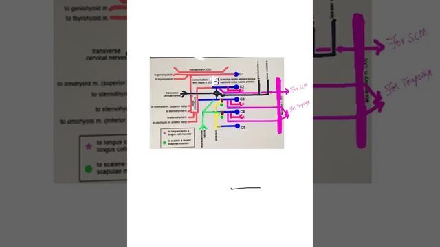 Cervical plexus