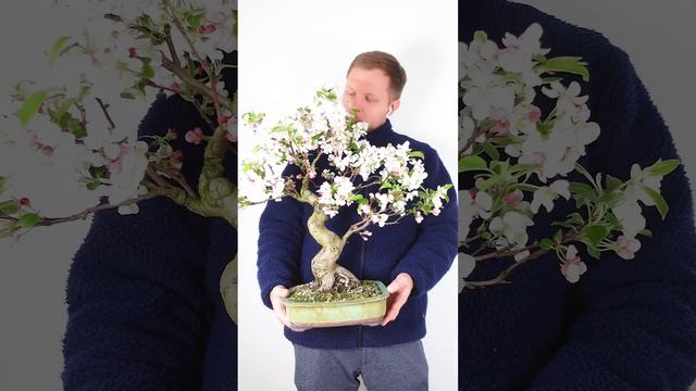 Flowers on an Old Apple Bonsai