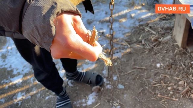 Тигр сорвал с цепи пса Бублика в селе Князе-Волконское