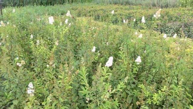 Спирея Билларда - видео обзор от питомника Агро-ра