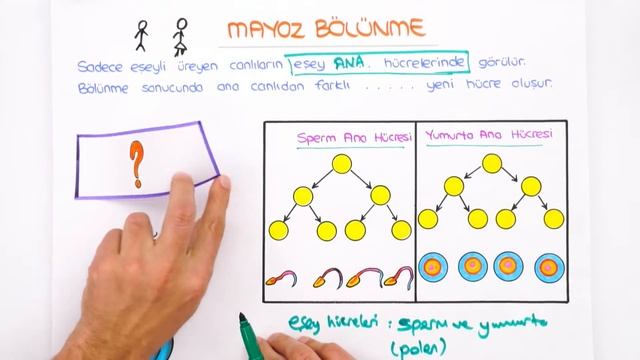 7. Sınıf Fen: Mitoz ve Mayoz Bölünme #2022