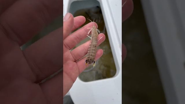 Rare Mantis Shrimp Found in Bait Bucket!! #fishing