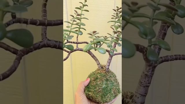 JADE KOKEDAMA