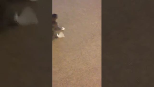 Wobbly kitten