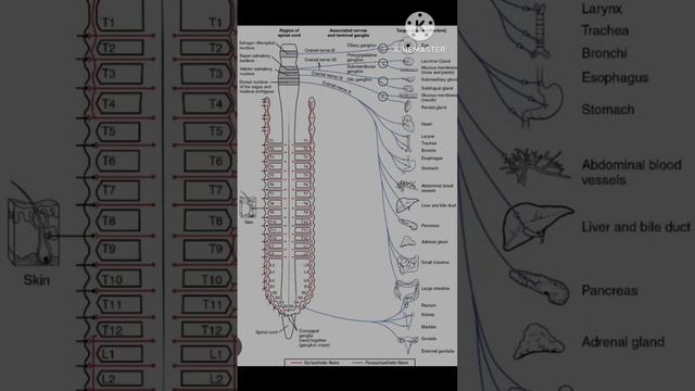 AUTONOMIC NERVOUS system(Sympathetic and Parasympathetic Nervous system #class #brain #fact