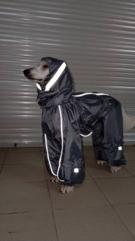 Королевский пудель