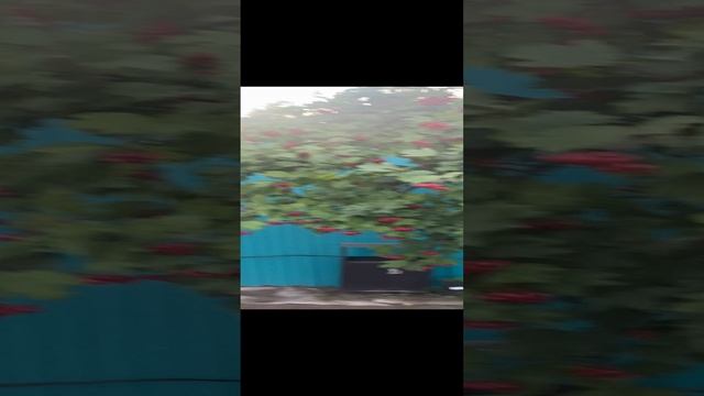 Как же прекрасна калина.