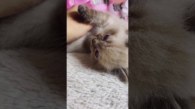 Van 💙 Гиперласковый ШОУ рэгдолл в окрасе Линкс ❤️🔥
https://vk.com/okcats_40
Inst: @okcats_40