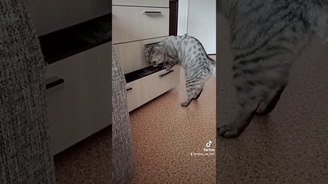 #ямишка. открытие шкафчика . мягкие лапки.