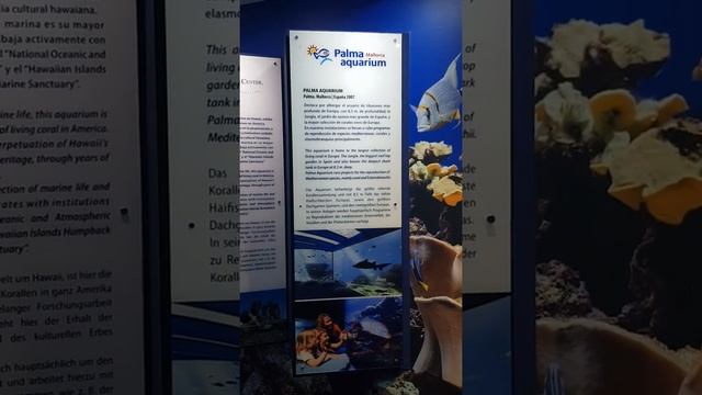 62 Coral world international Palma Aquarium 2022