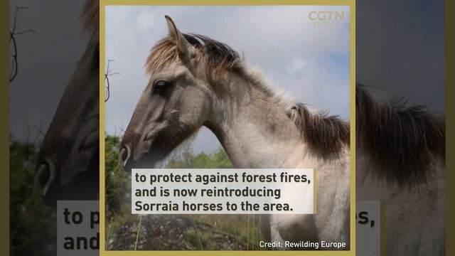 Bison to brown bears: 10 years of Rewilding Europe
