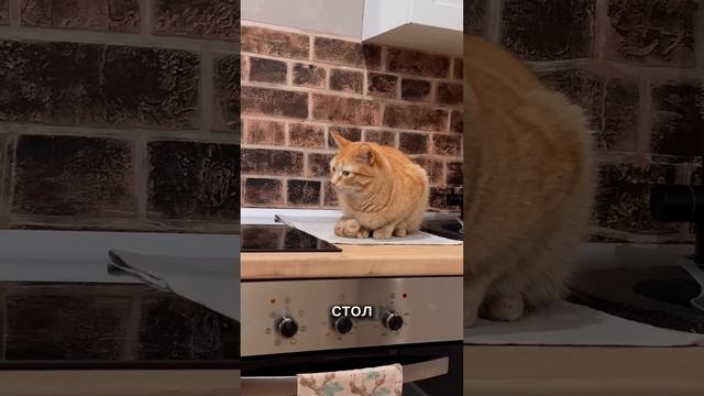И как объяснить парню этому? #рыжийкот #питомцы #котики