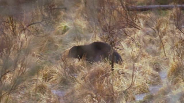 Animal Special Forces | Episode 4: Special Gear | Free Documentary Nature