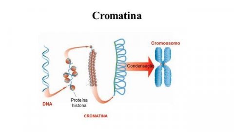 Núcleo celular biologia 1 ano