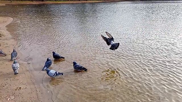 Голуби🐦⬛ вместо уточек🦆.