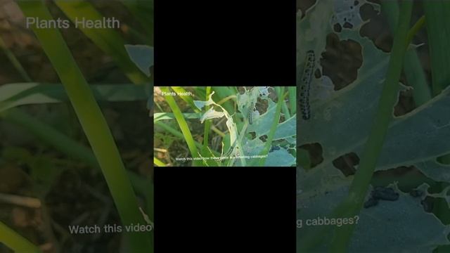Cabbage butterfly | Severe pest of Cabbages