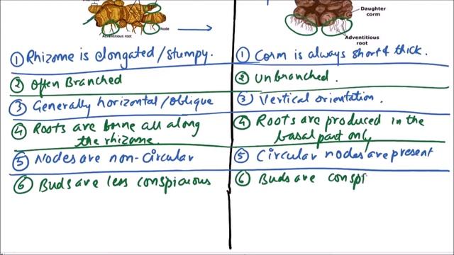 Class 11-Botany Lecture-Discuss The Difference Between Rhizome and Corm with diagram-3.30