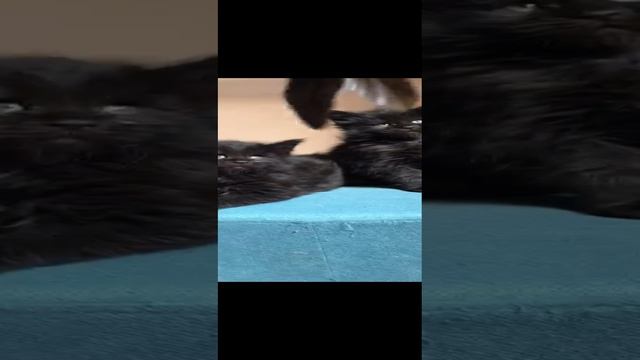 чёрный солид