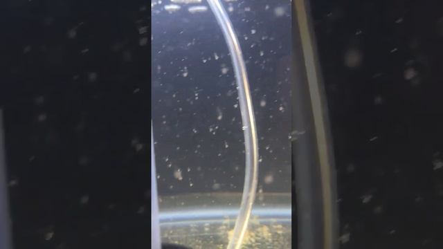 Thousands of Copepods in the shrimp tank.