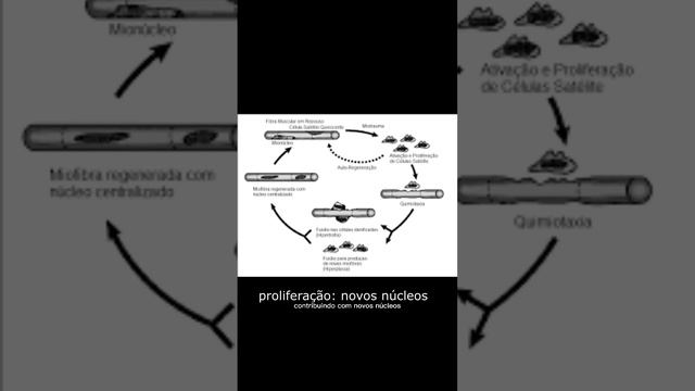 Hipertrofia muscular e a célula satélite