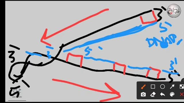 DNA replication, telomere and telomerase, Bio L10