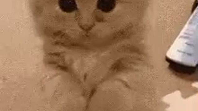 мяу