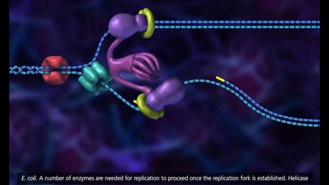 DNA replication in eukaryotes