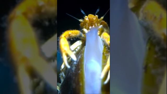 Другим не так повезло #животные #документальныйфильм #animals #beyond