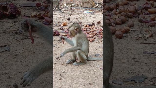 Wild Monkeys: Masters of Adaptation and Social Complexity #Social Behaviors #Natural World Insights