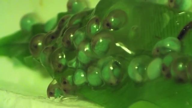 Икра красноглазой квакши на 5-й день