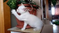 Опасное растение и котёнок