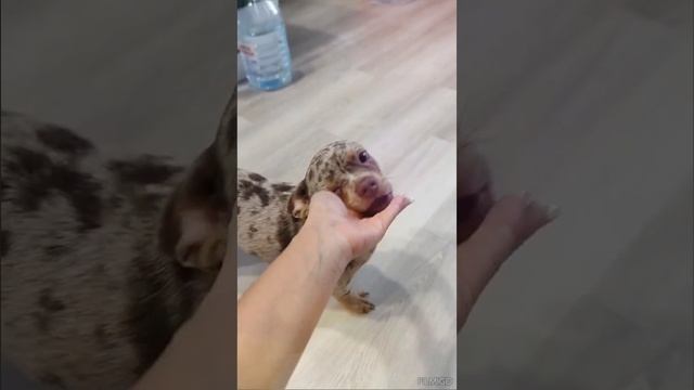 Чихуахуа мерль