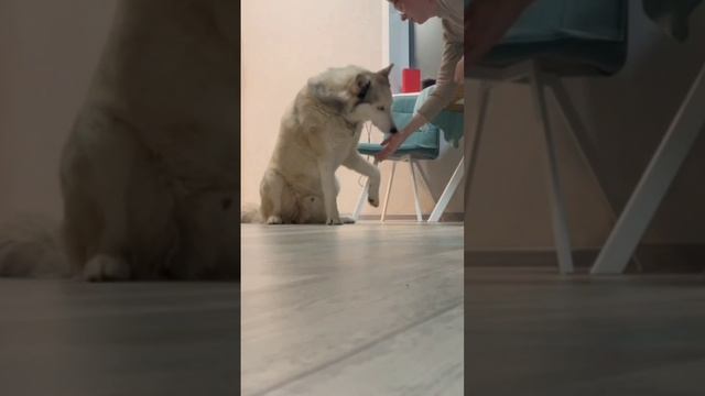 Волкособ Демон зайчик