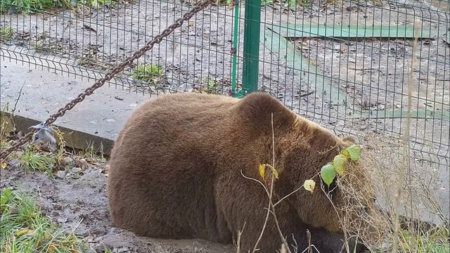 Отдыхает возле забора 4