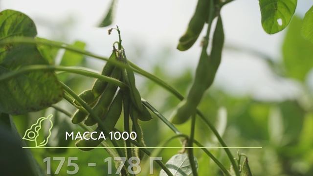 обзор сои сорт Говернор