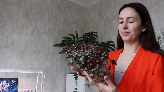 ОБЗОР РАСТЕНИЙ | сеянцы кактусов, крупномеры