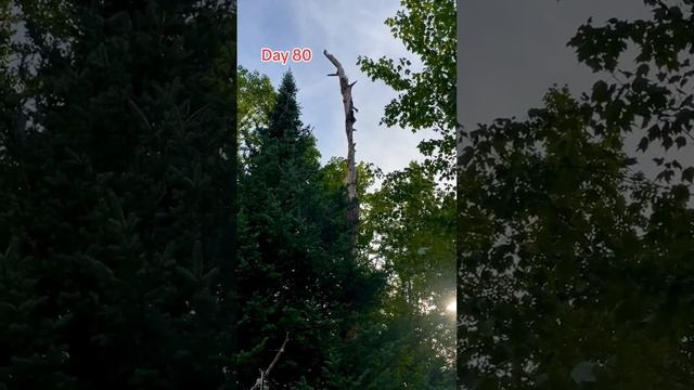 Tree Watch , Day 80 , The Woodpeckers Art. Peanut Butter Club