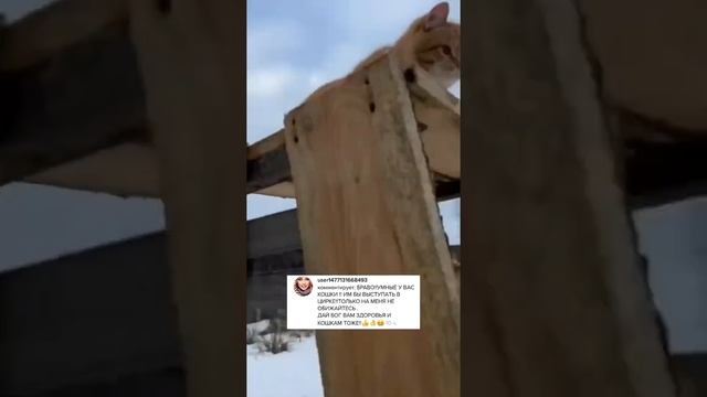 Браво! Умные кошки 😻 Дай Бог Вам Здоровья 😇🙏❤️