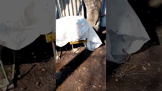 ,,,,первый облёт.... на пасеке у Александра