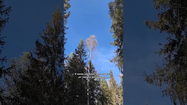 Голубенное небо #природа #лес #красота #восхищение #очарованиеприроды