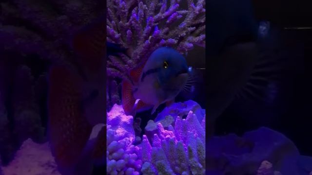 Завораживает взгляд и притягивает как магнит 😍