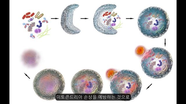 #오토파지 #자가포식 효과 | 죽은 세포 청소하고 노화 늦추는 방법
