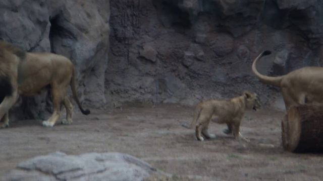 Lion Pride at Reid Park Zoo Tucson, Arizona