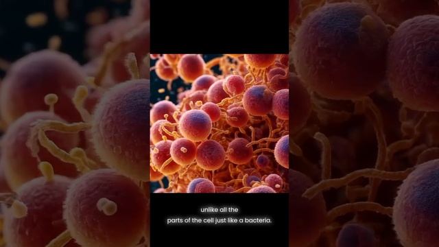 Mitochondrial symbiosis