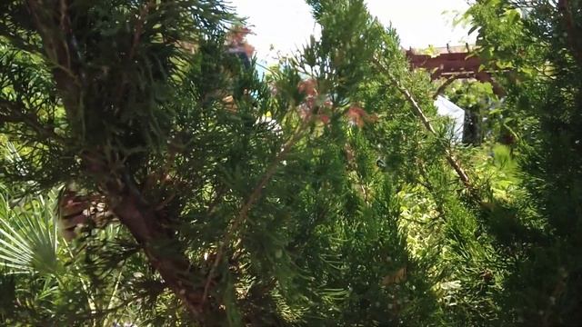 Создаю свой сказочный южный сад \ Один день из моей жизни \ Спокойная и простая жизнь \ Релакс